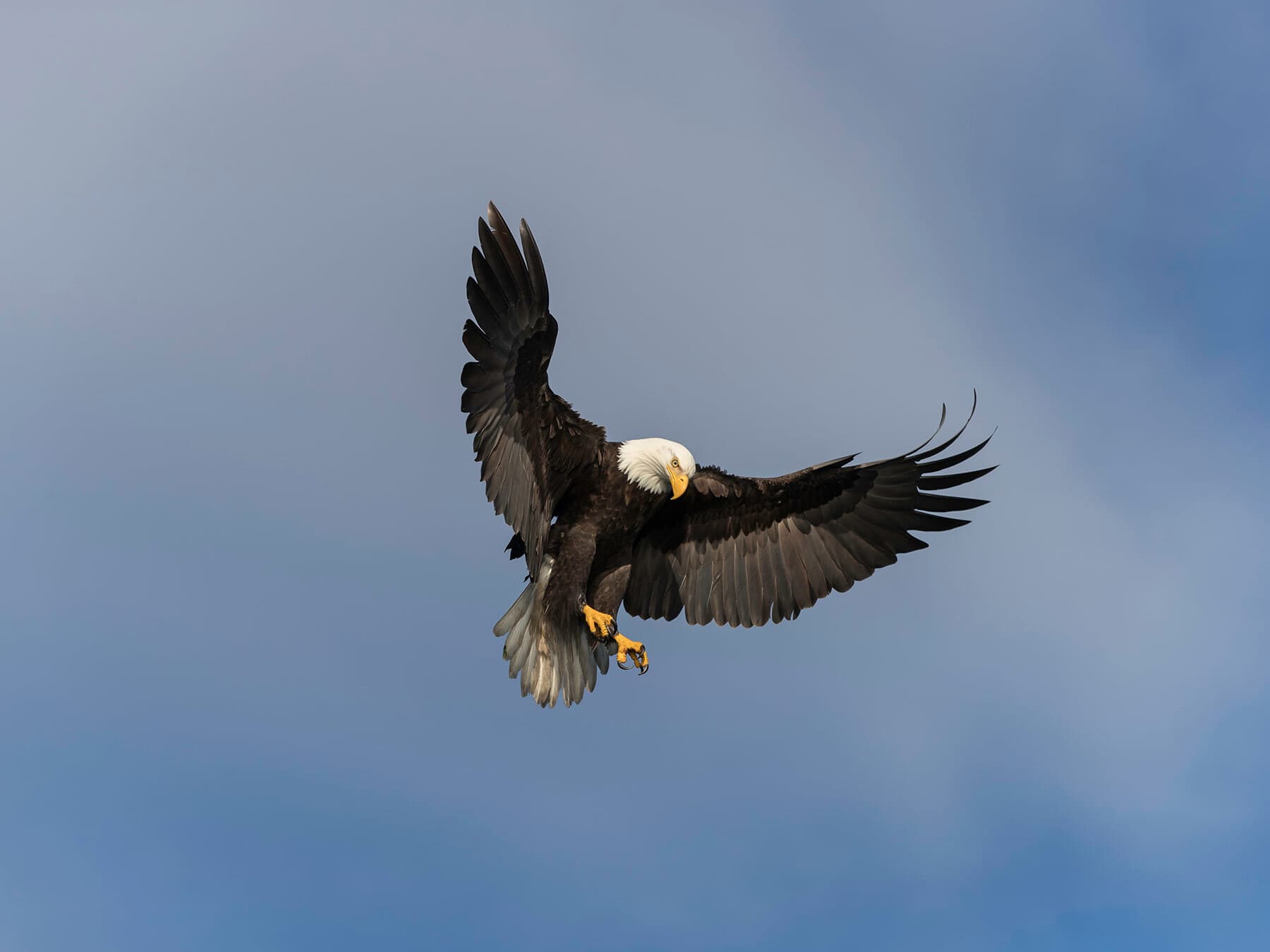 Bald eagle preparing to dive