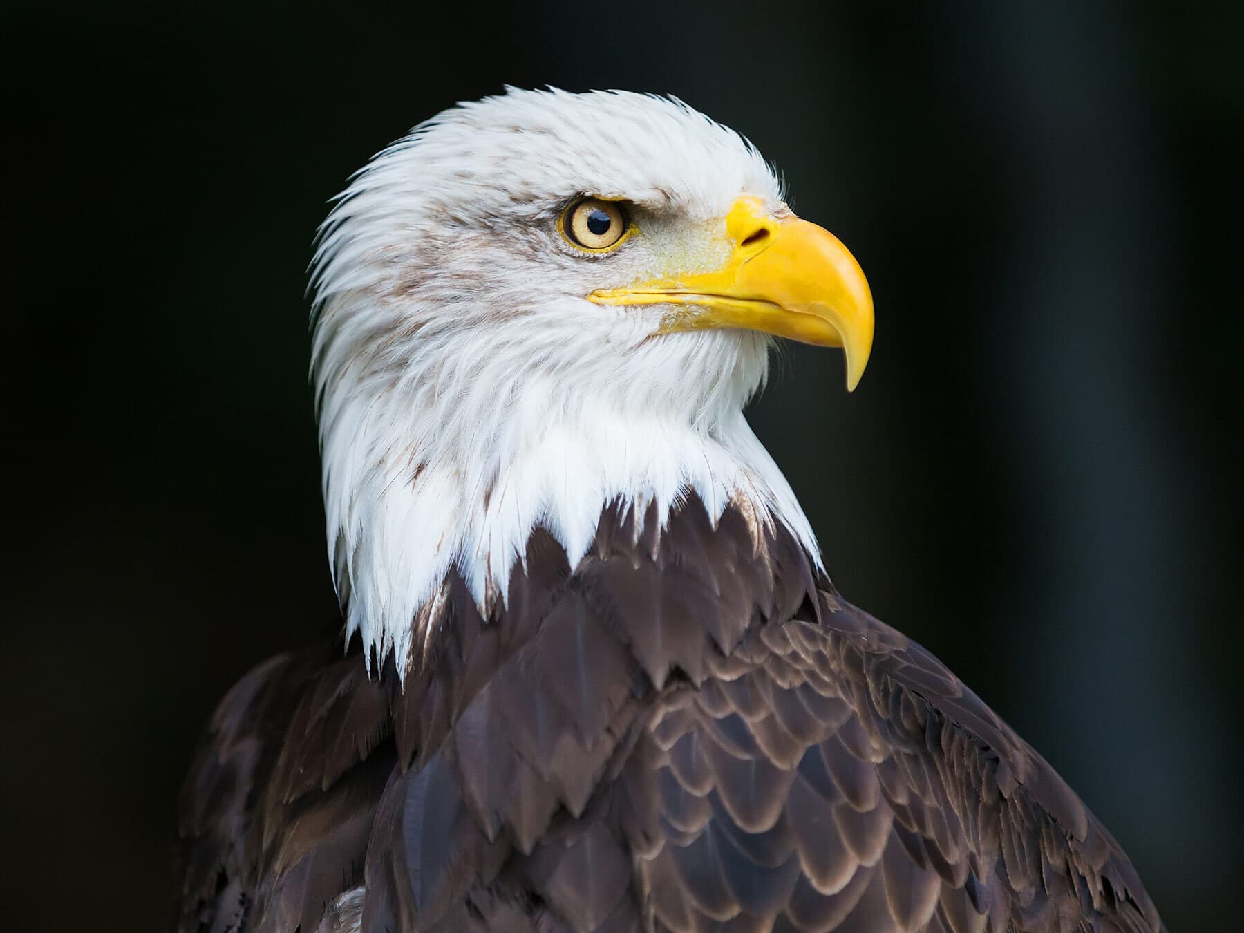 Bald eagle profile