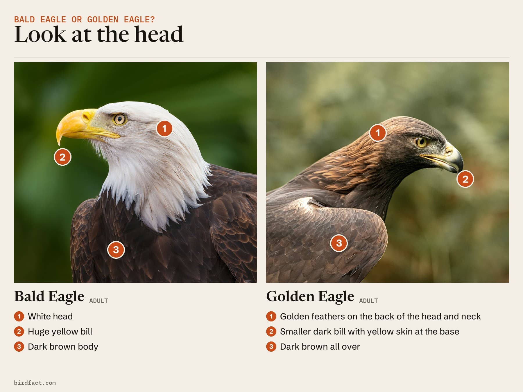 Comparison card, photos of a Bald Eagle (adult) on the left and a Golden Eagle (adult) on the right, headed 'Look at the head'. Bald Eagle: white head; huge yellow bill; dark brown body. Golden Eagle: golden feathers on the back of the head and neck; smaller dark bill with yellow skin at the base; dark brown all over.