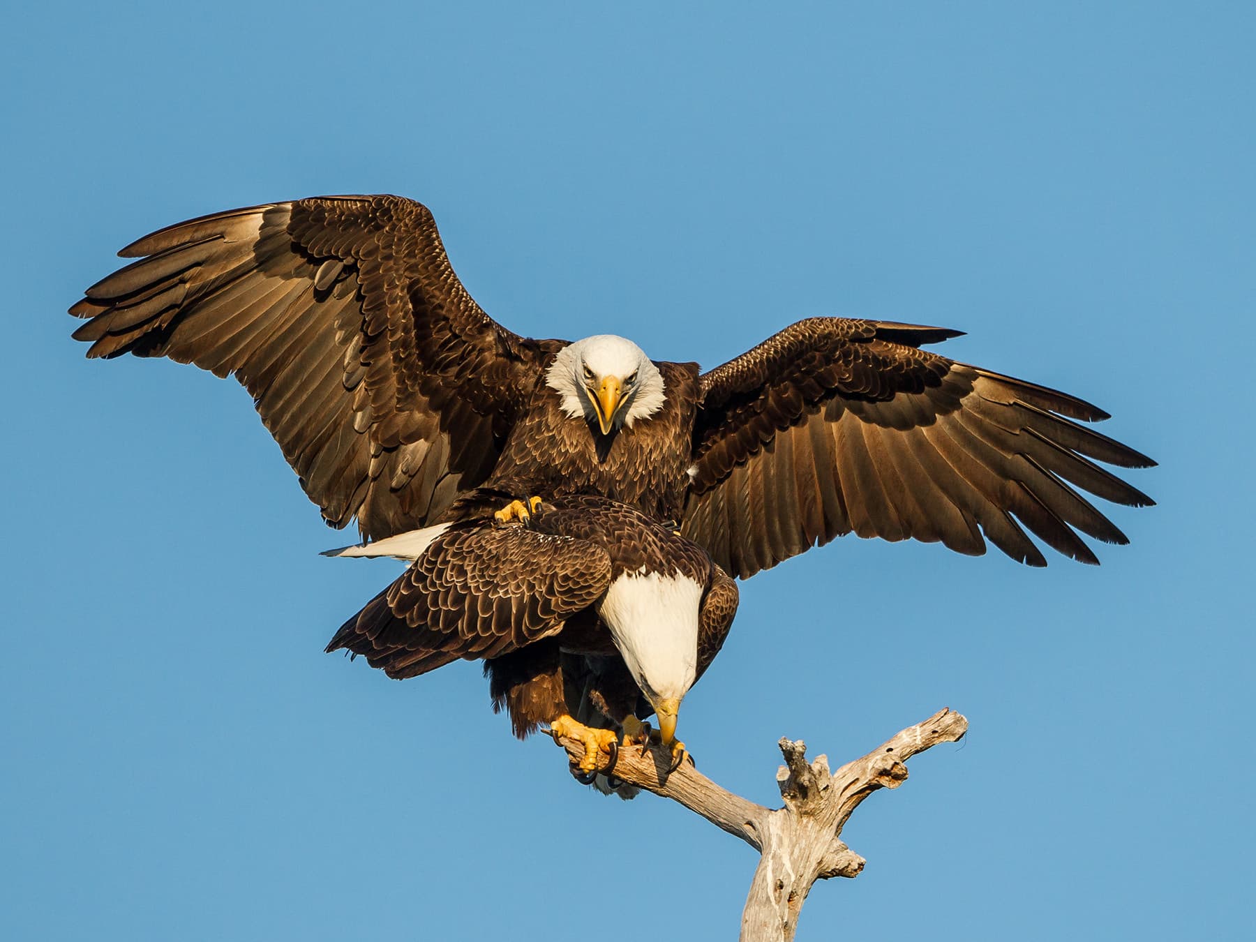 Bald eagles mating