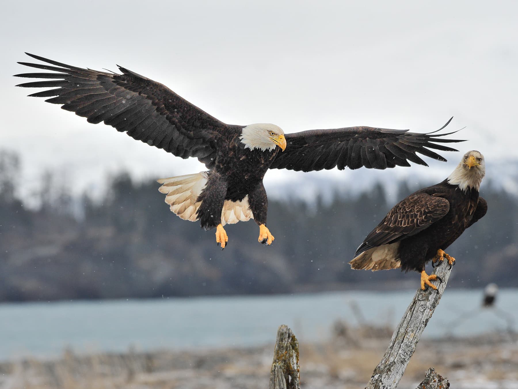 Bald eagles perched