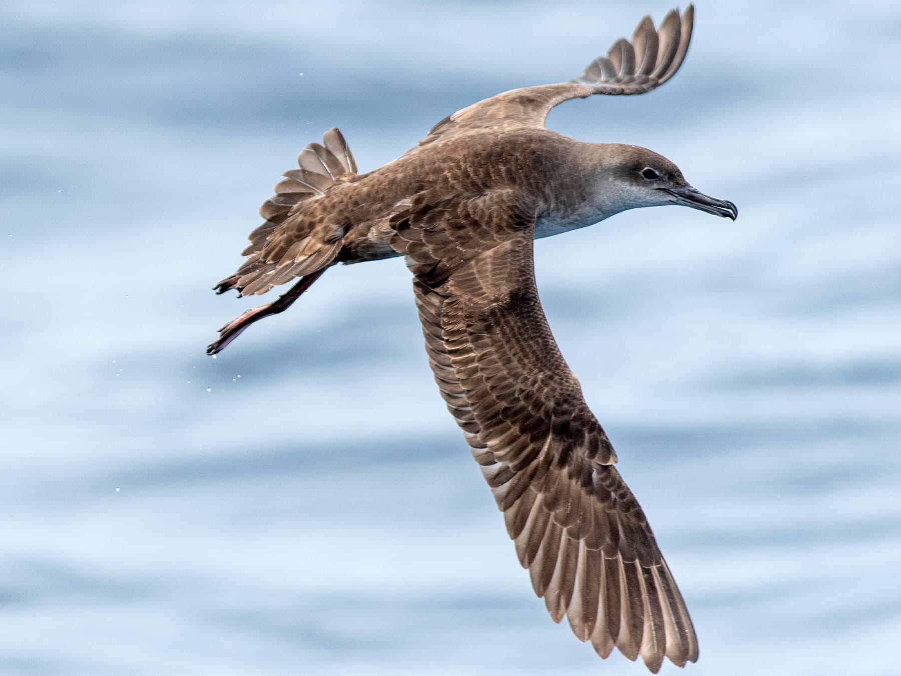 Balearic Shearwater in-flight over the open sea