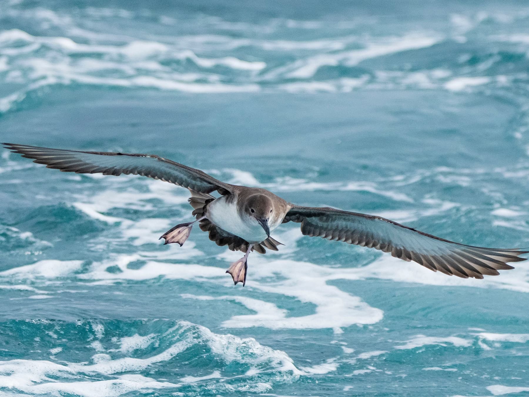 Balearic Shearwater in-flight looking for food