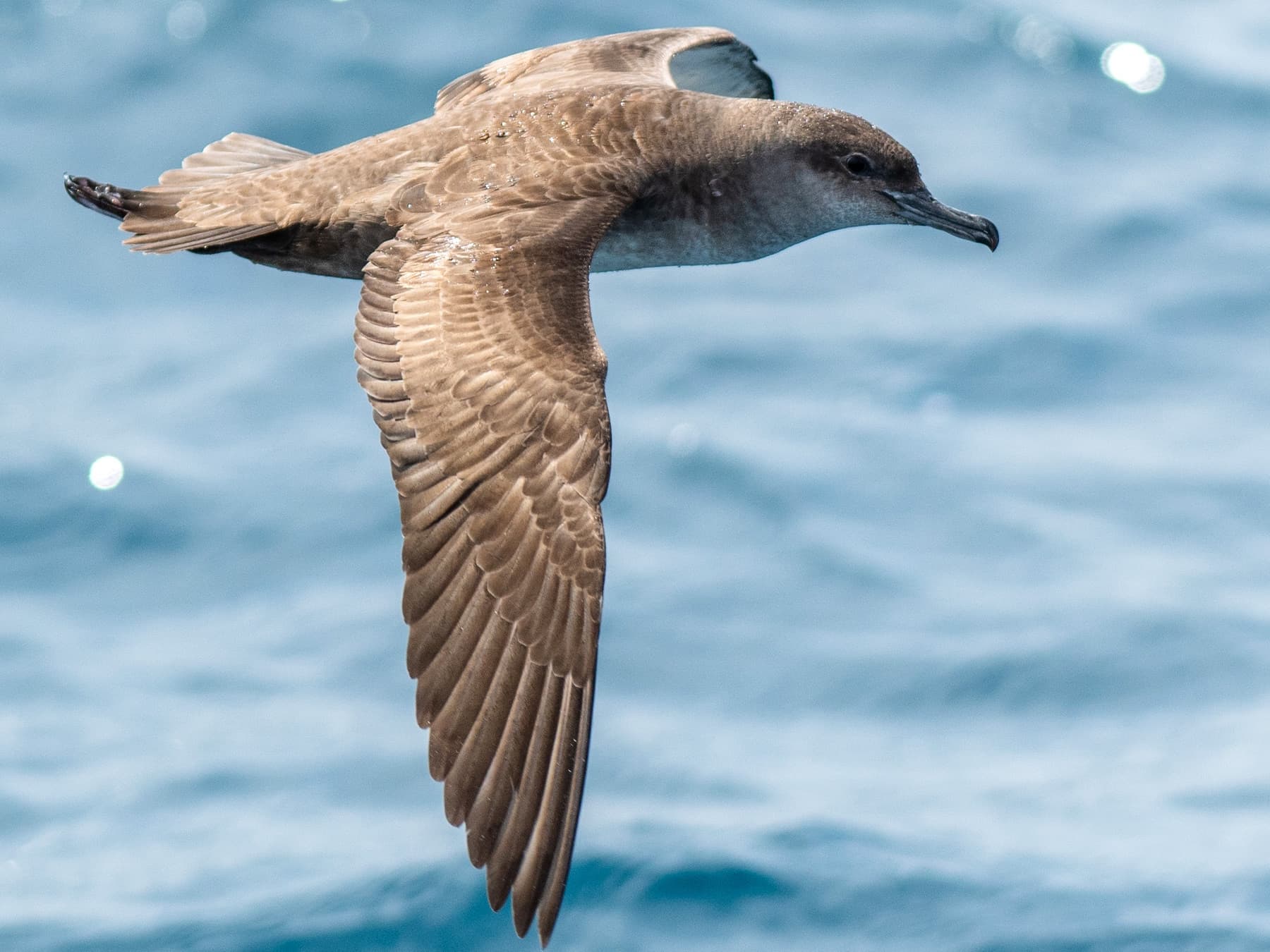 Balearic Shearwater in-flight over the ocean