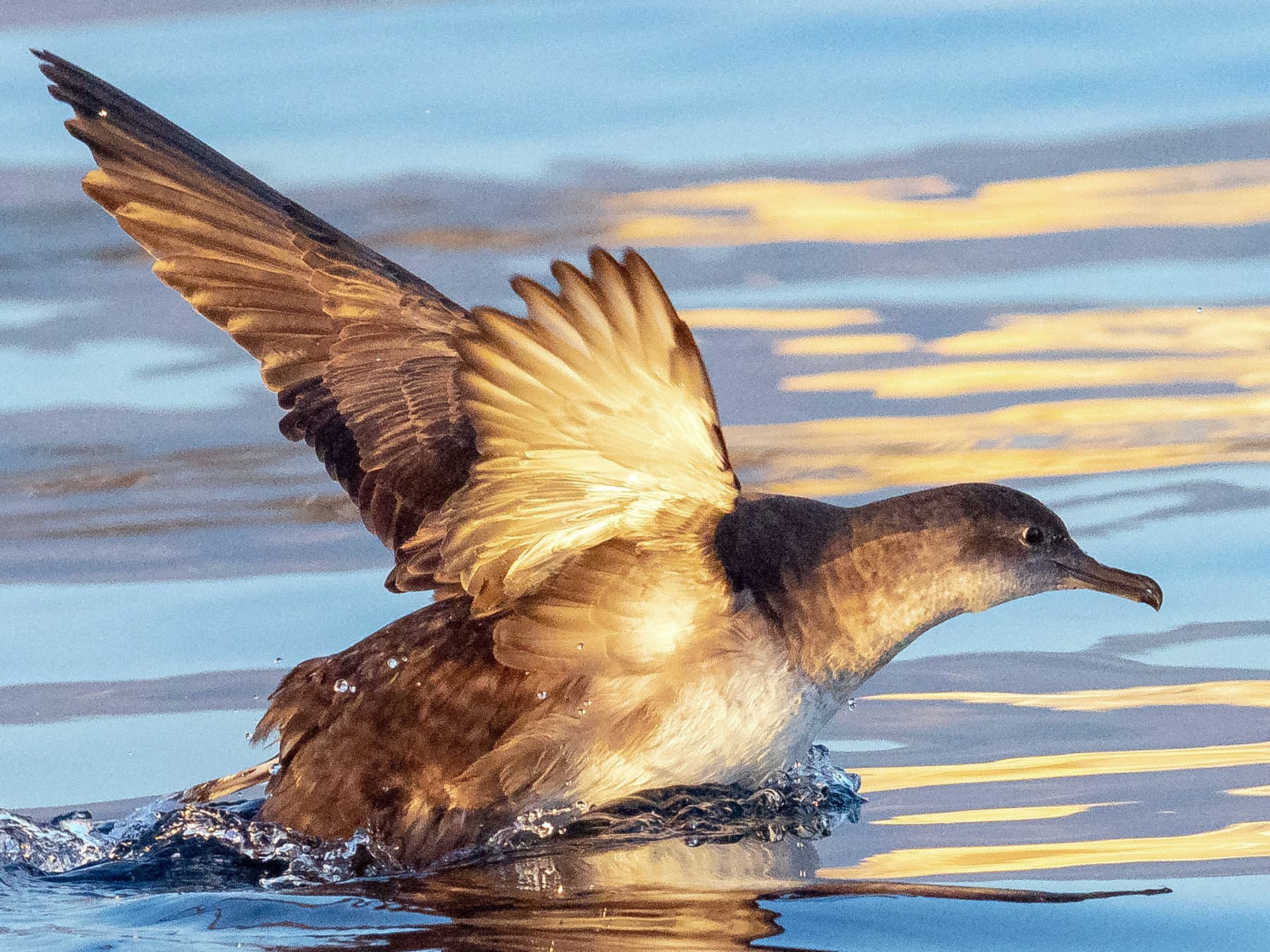 Balearic Shearwater about to take-off from the ocean