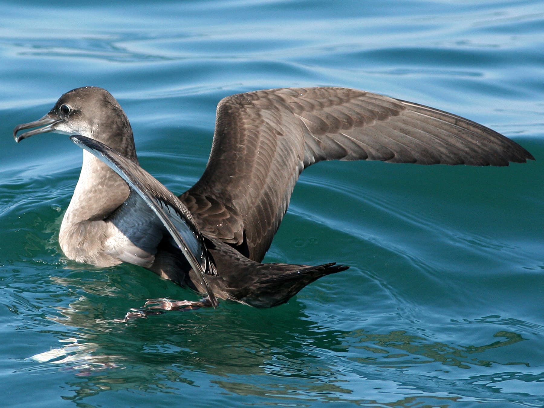 Balearic Shearwater stretching its wings