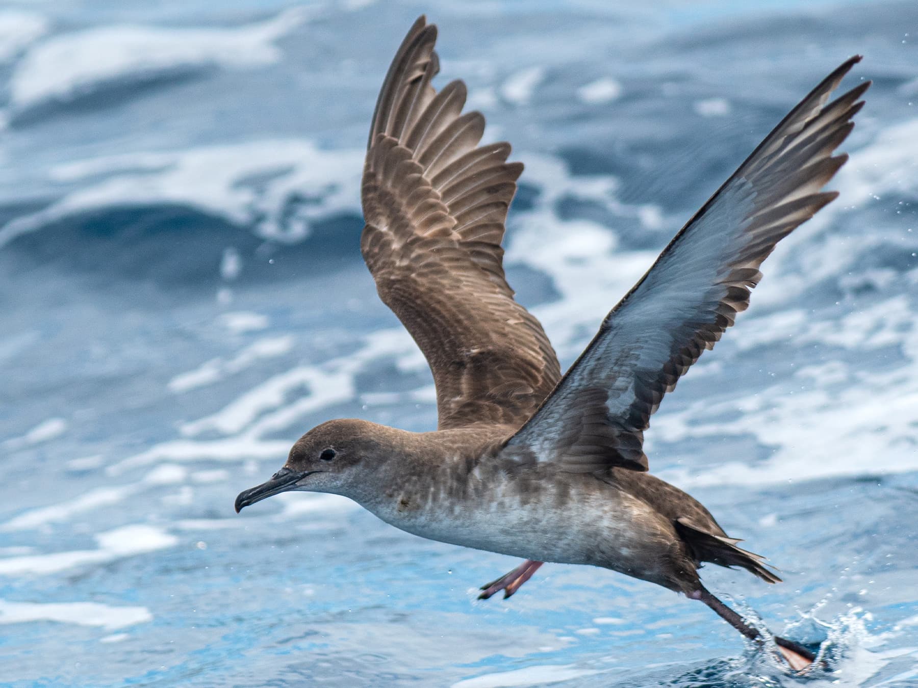 Balearic Shearwater taking-off from the water