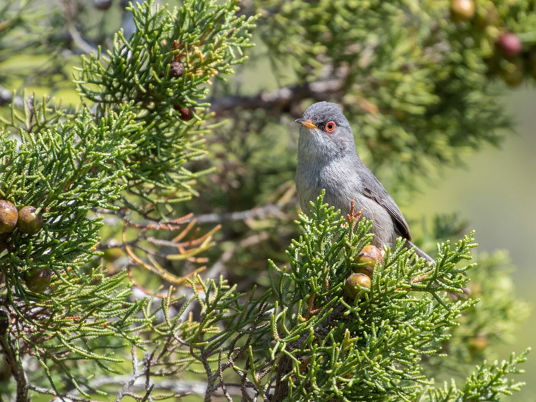 Balearic Warbler sat in a tree