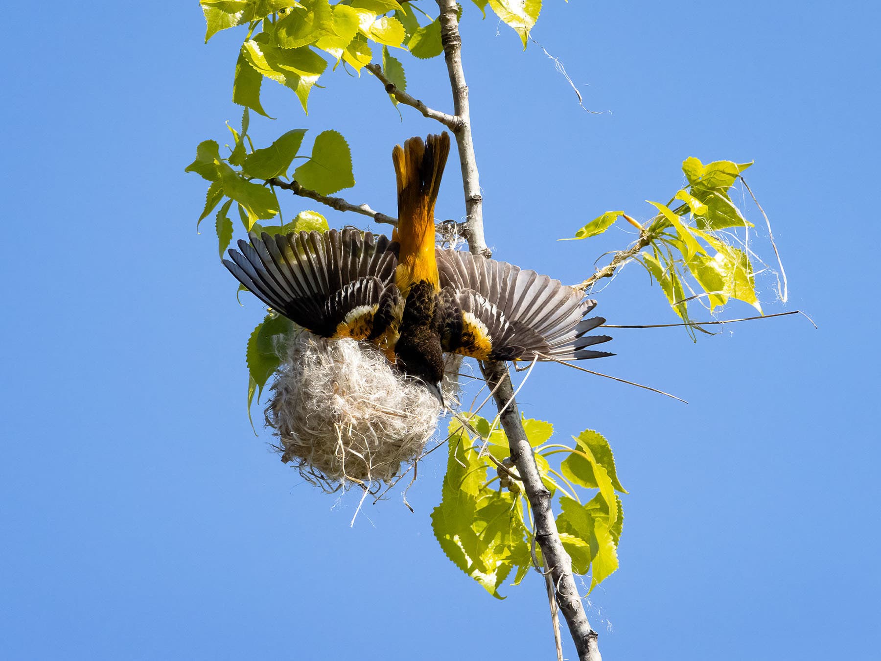 Baltimore Oriole nest-building
