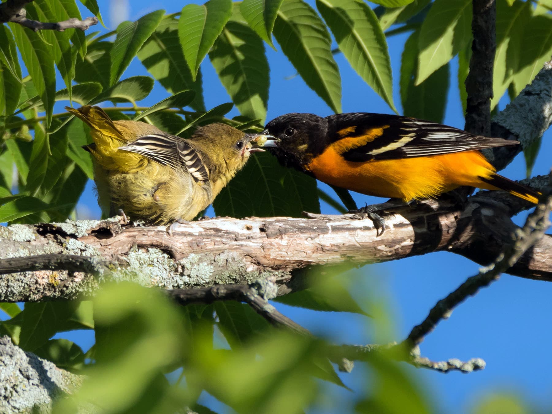 Baltimore Oriole feeding his young