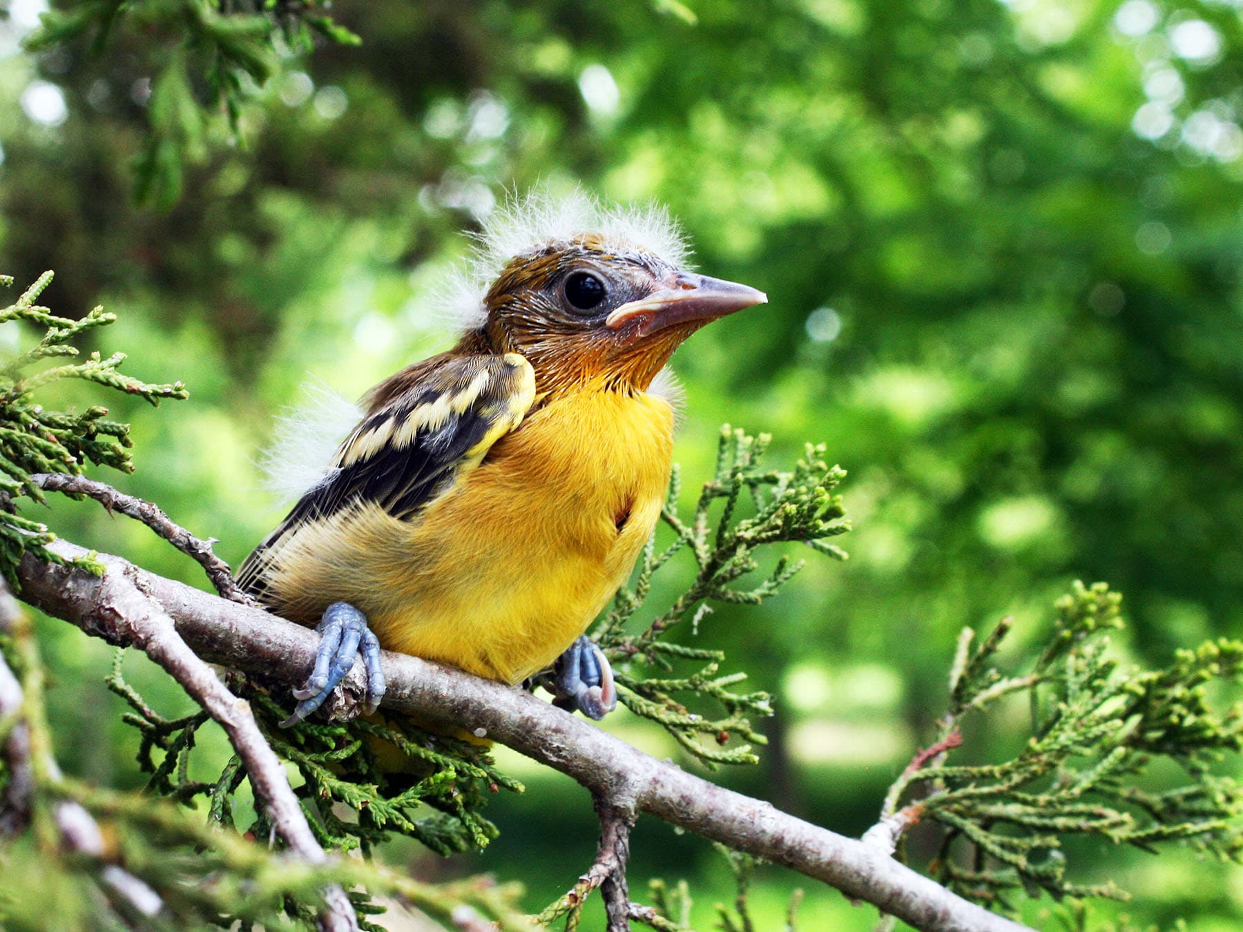Newly fledged Baltimore Oriole