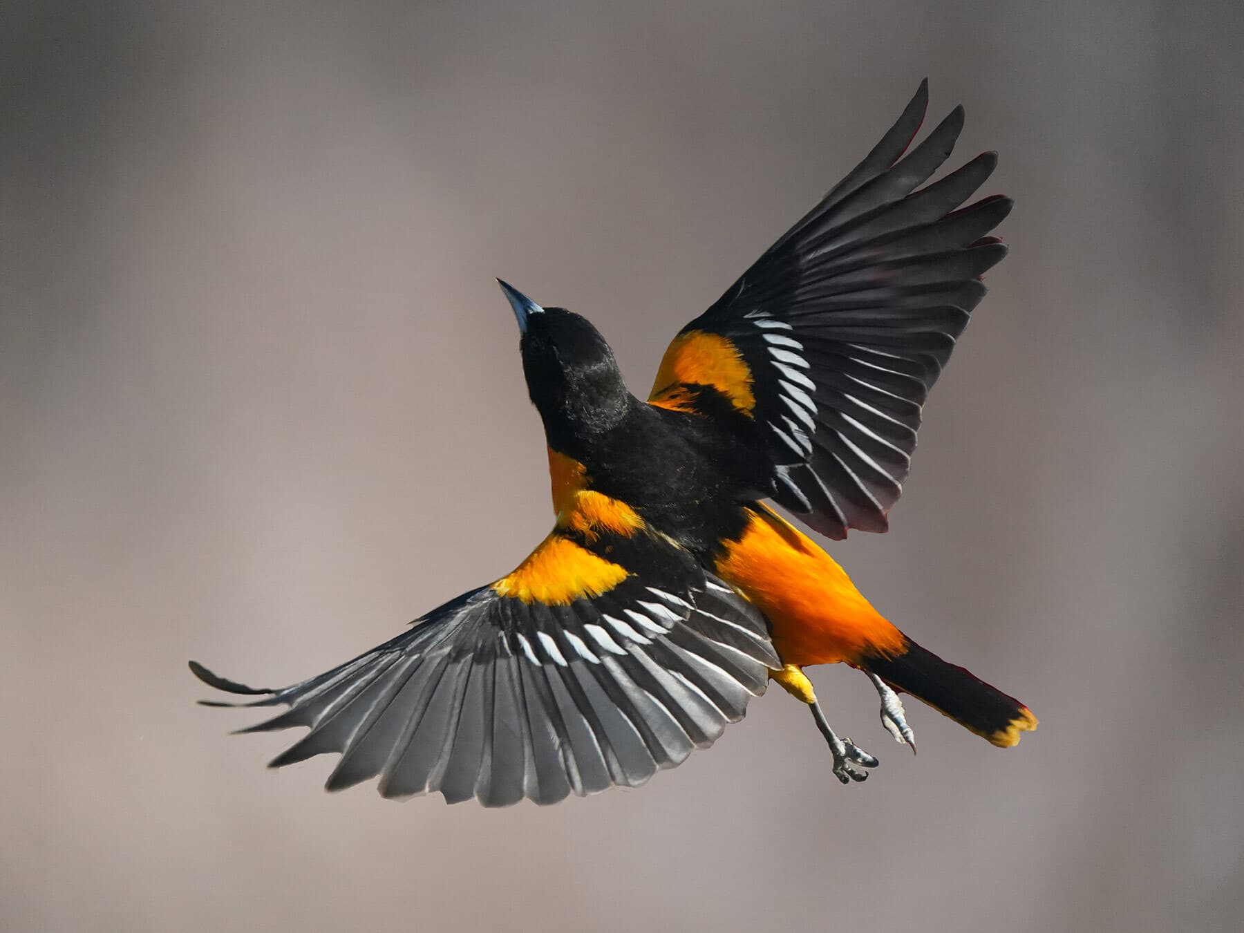 Baltimore oriole in flight