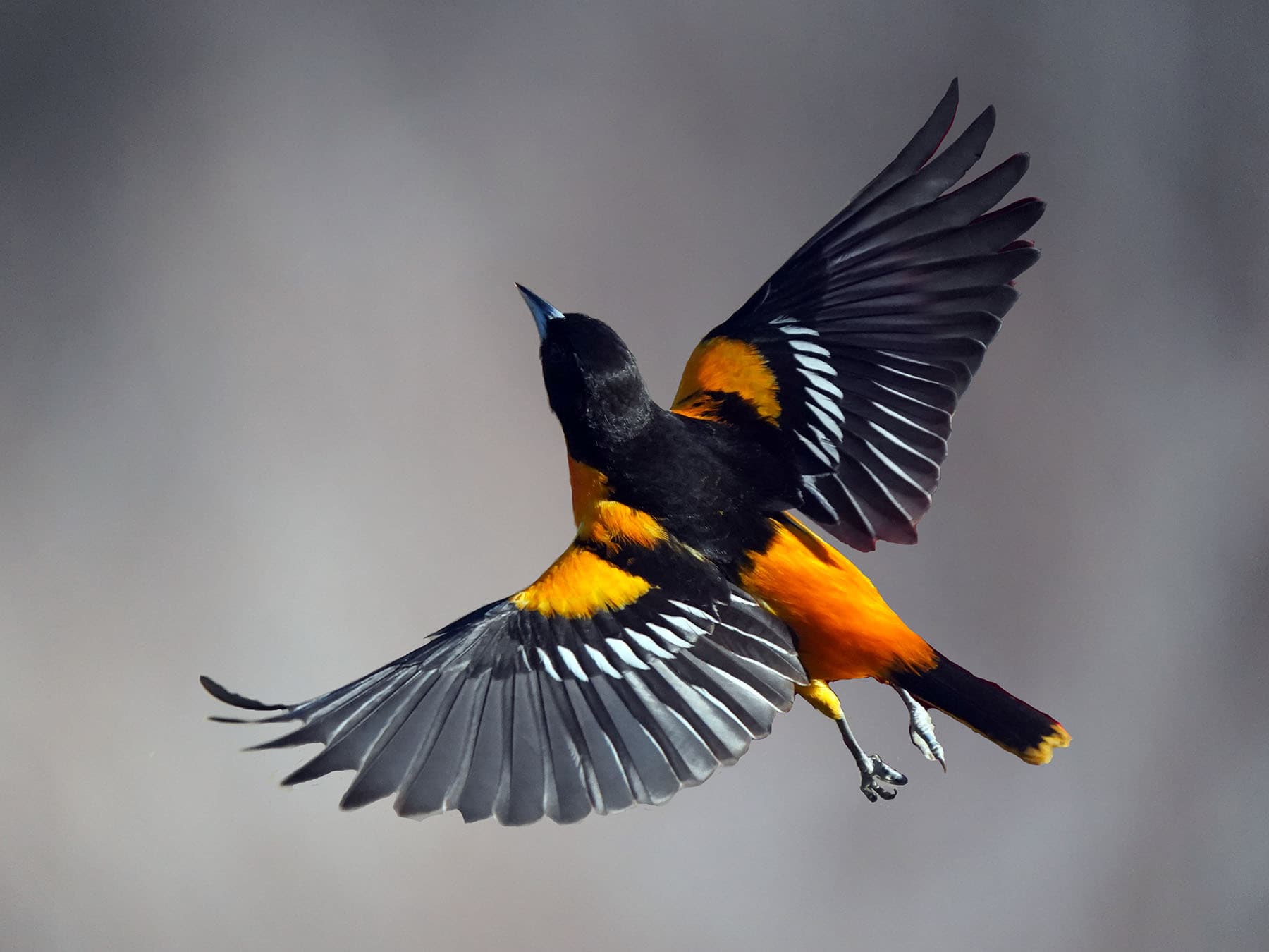 Baltimore Oriole in-flight