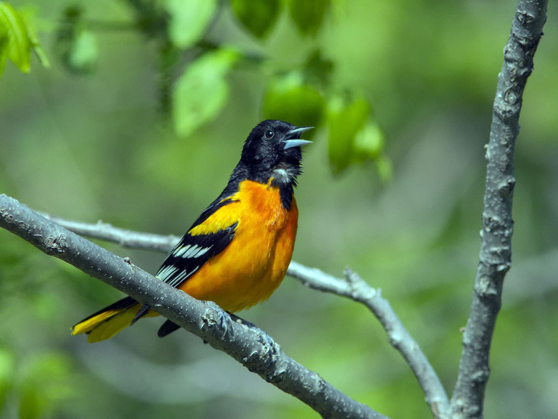 Baltimore Oriole perched in a tree singing