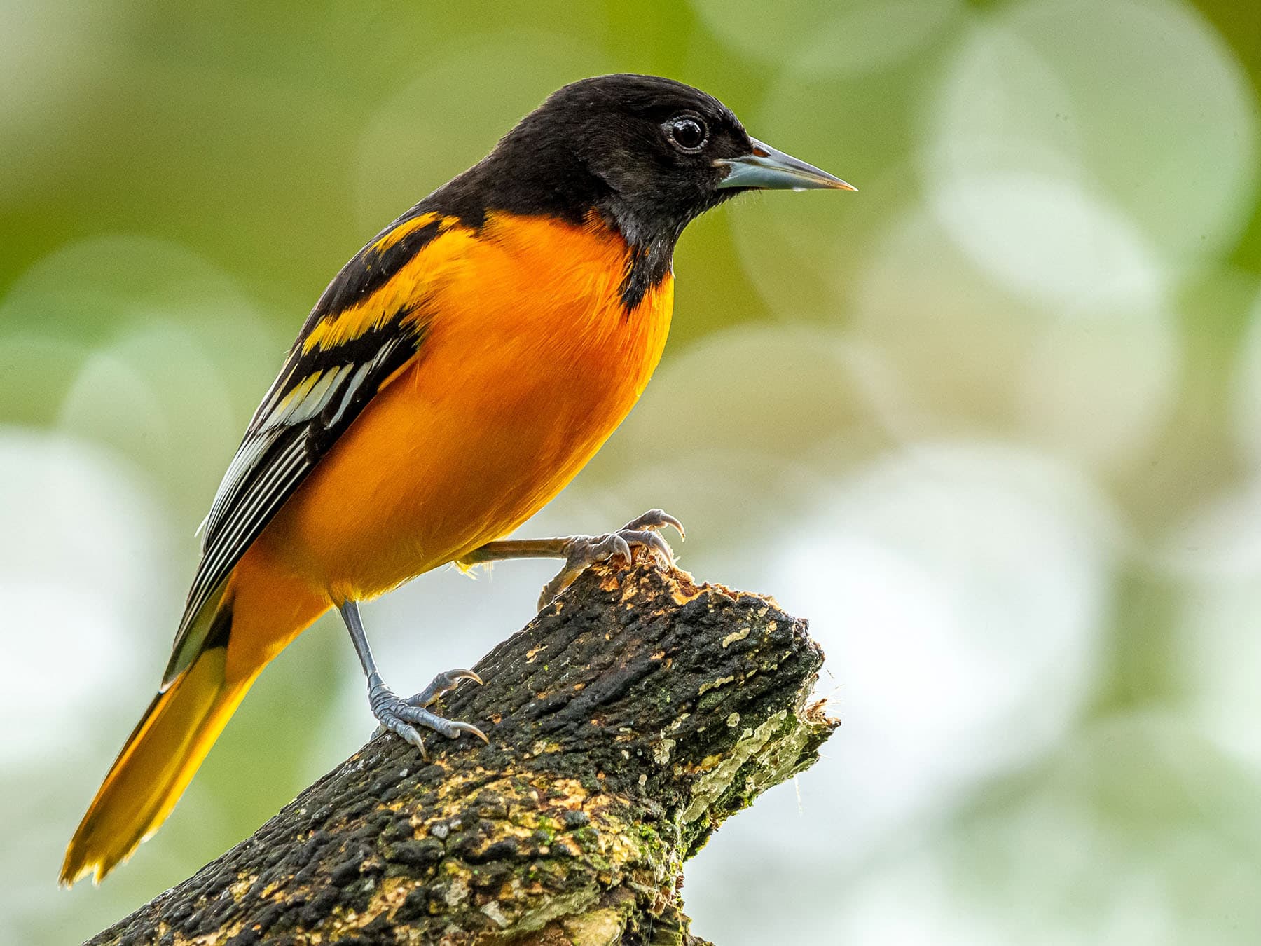 Baltimore Oriole perched on a branch