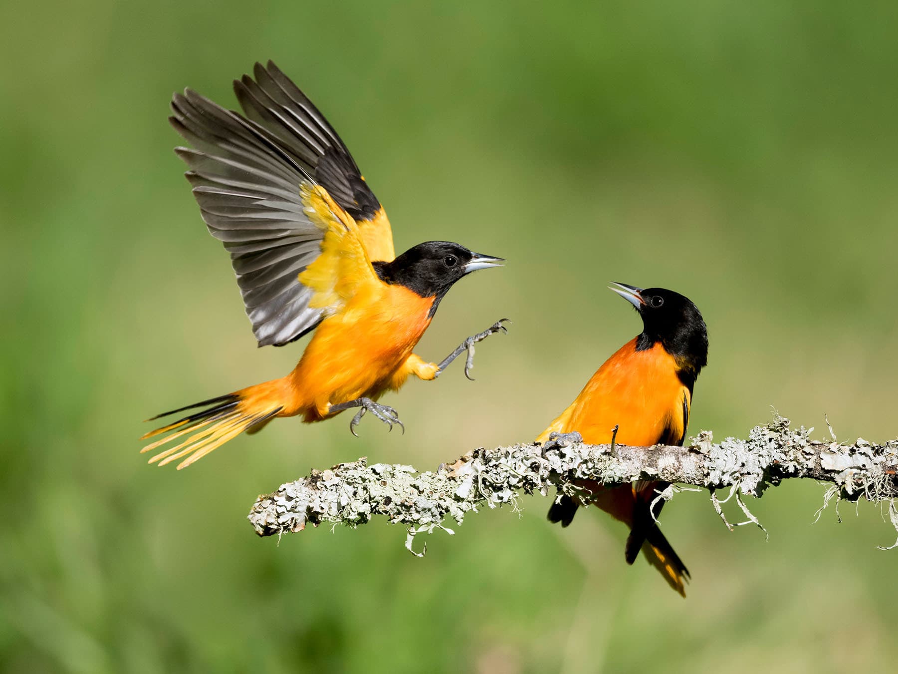 Two Baltimore Orioles in conflict