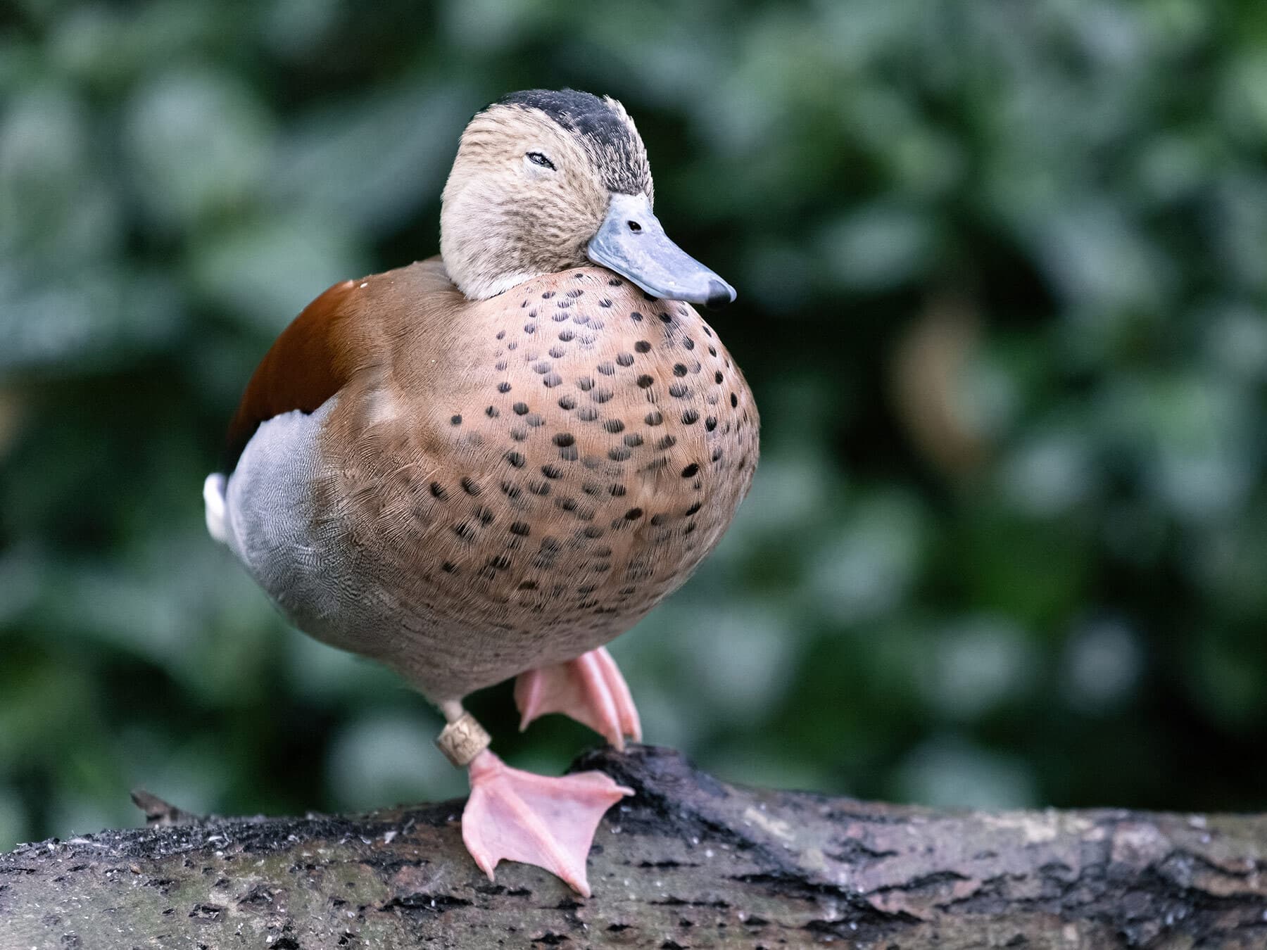 Banded teal duck