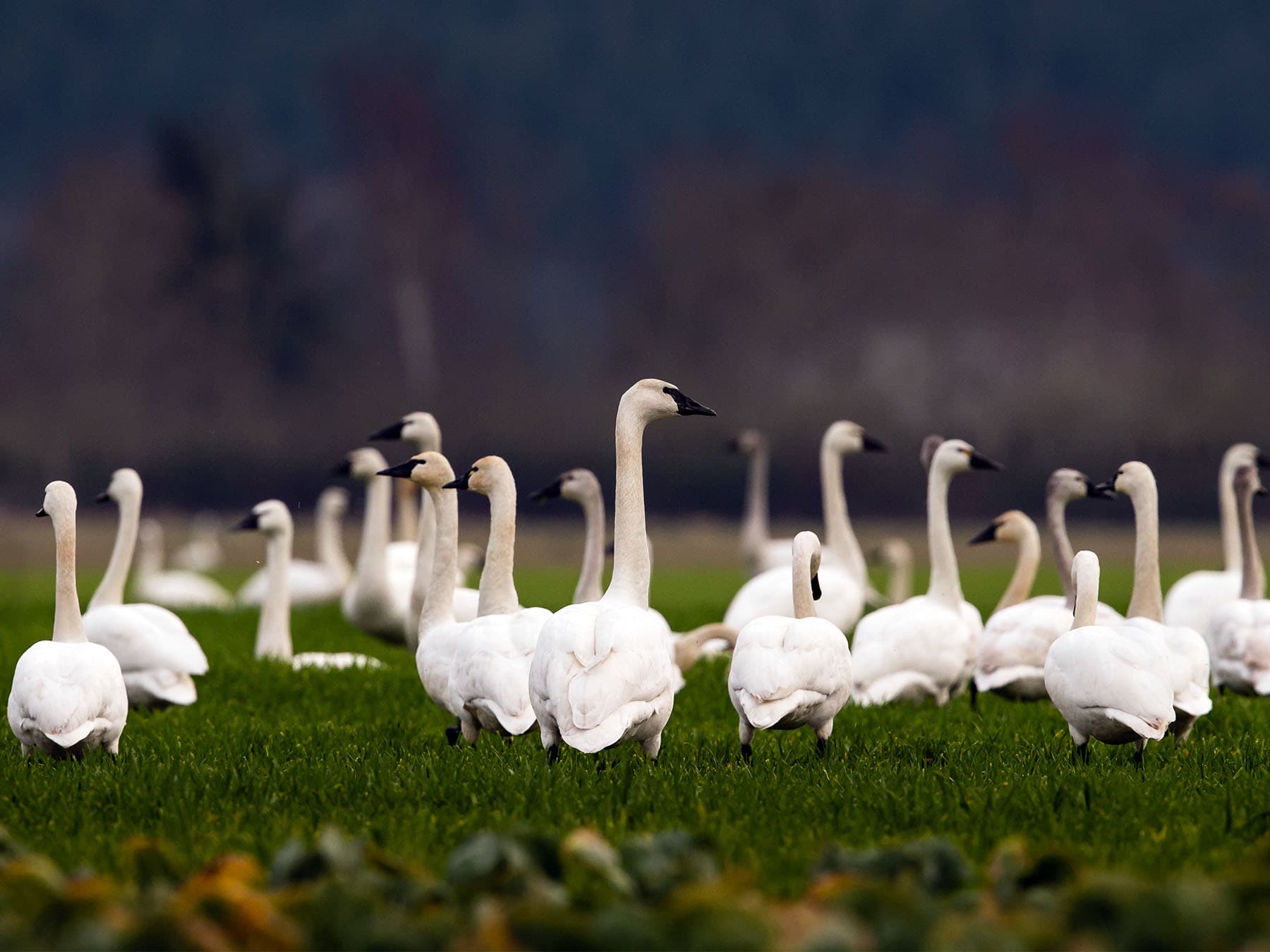 A bank of Trumpeter Swans