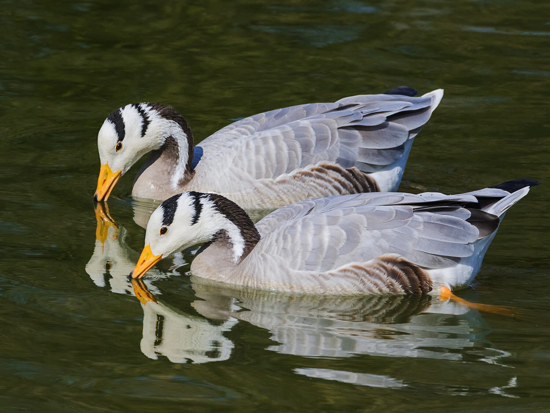 Bar headed goose pair