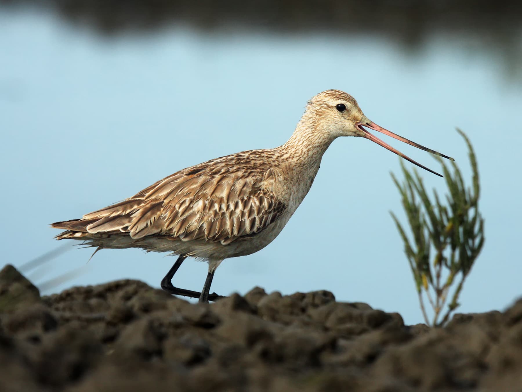 Bar-tailed Godwit calling