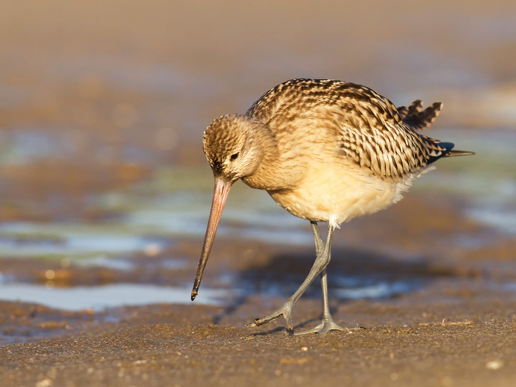 Bar-tailed Godwit foraging along the shoreline