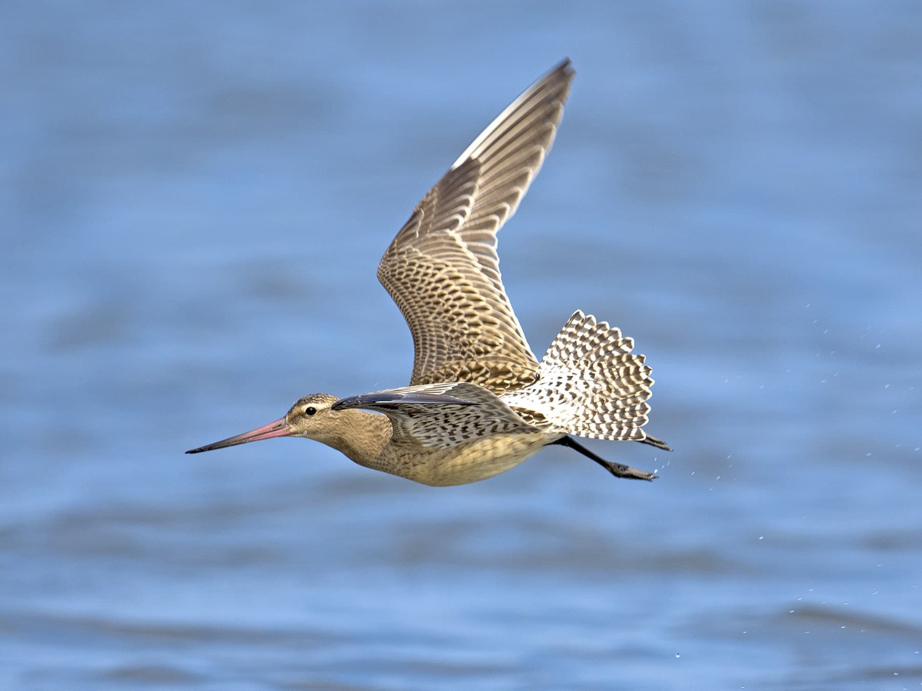 Non-breeding Bar-tailed Godwit in-flight over the ocean