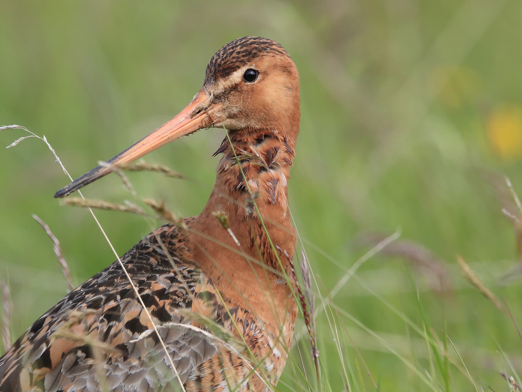 Bar-tailed Godwit (breeding plumage) portrait