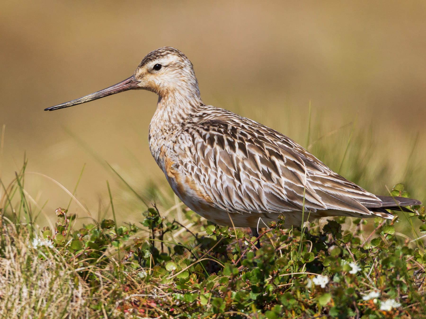 Bar-tailed Godwit in nesting habitat