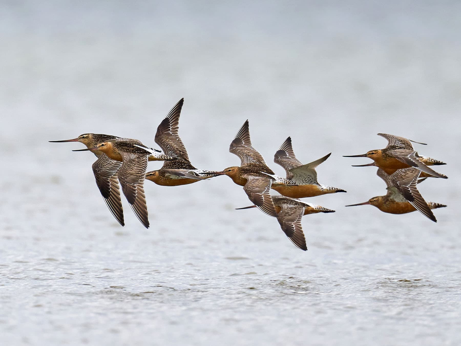 Bar tailed godwits in flight