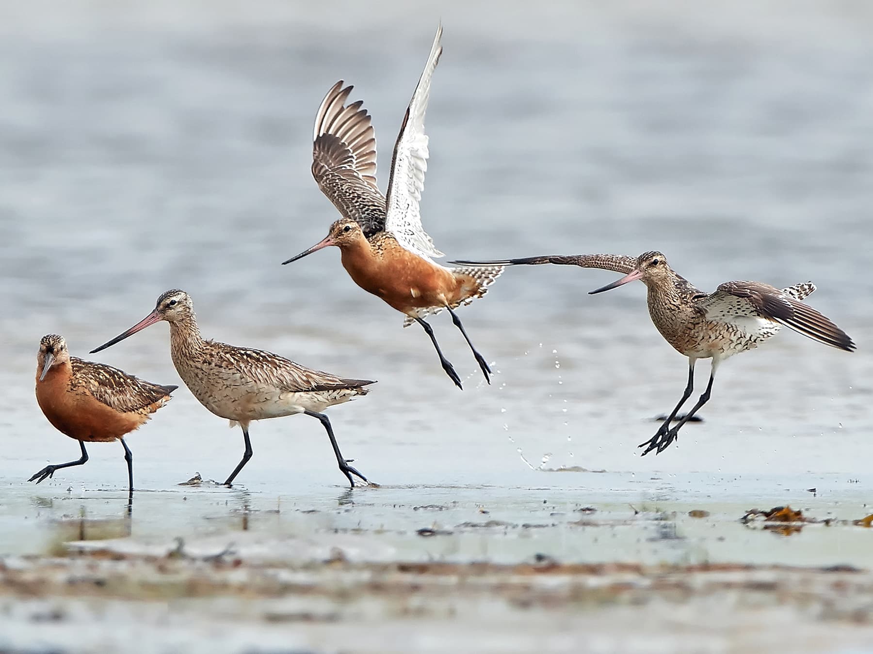 Group of Bar-tailed Godwits by the shore