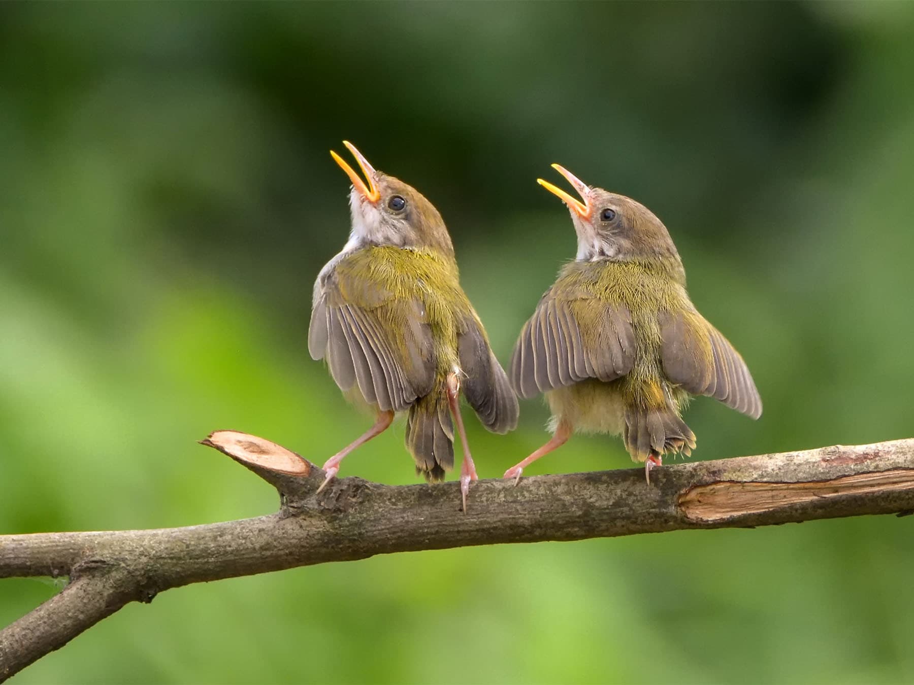 Bar winged prinia pair singing