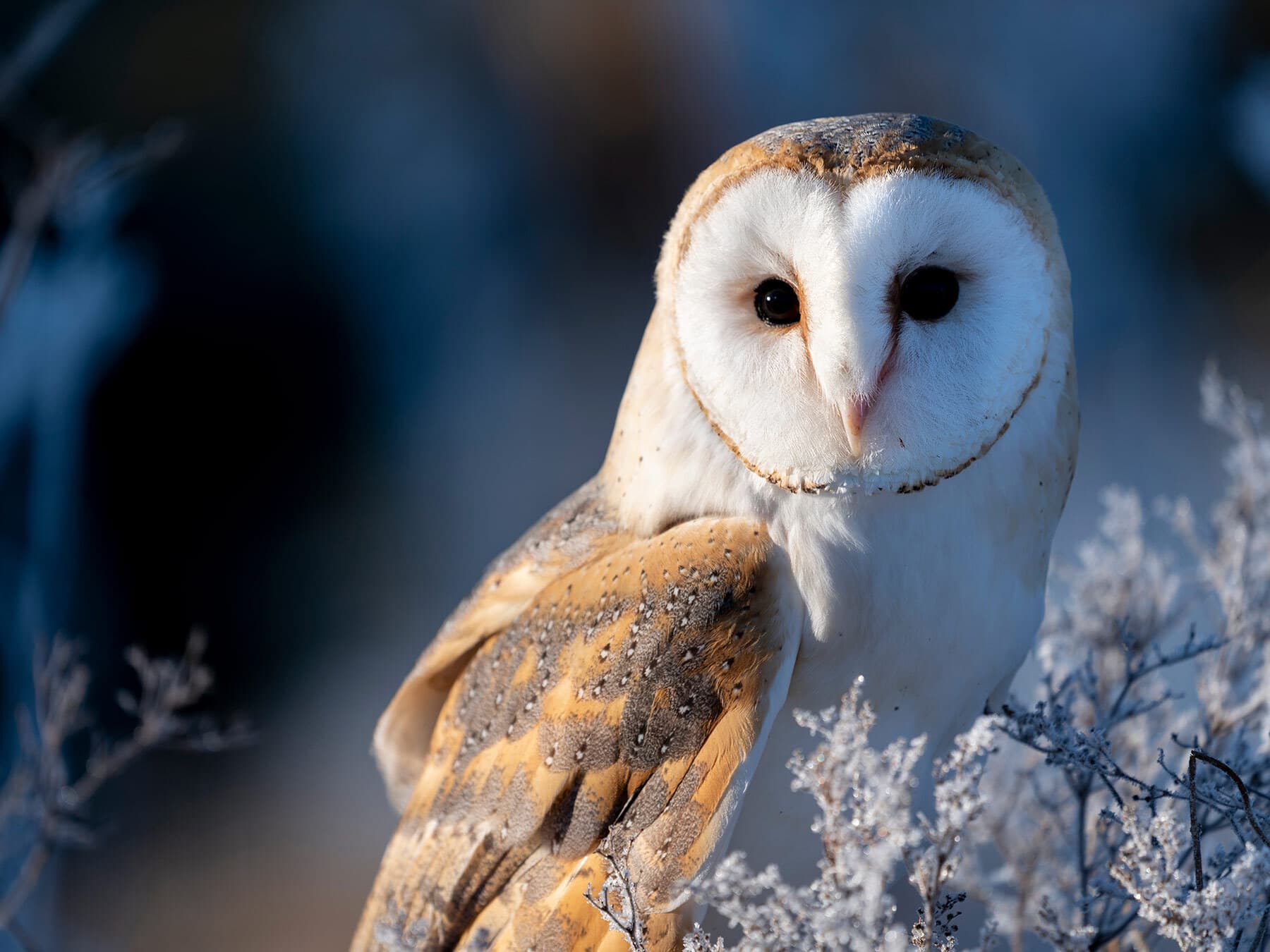 Barn owl close up