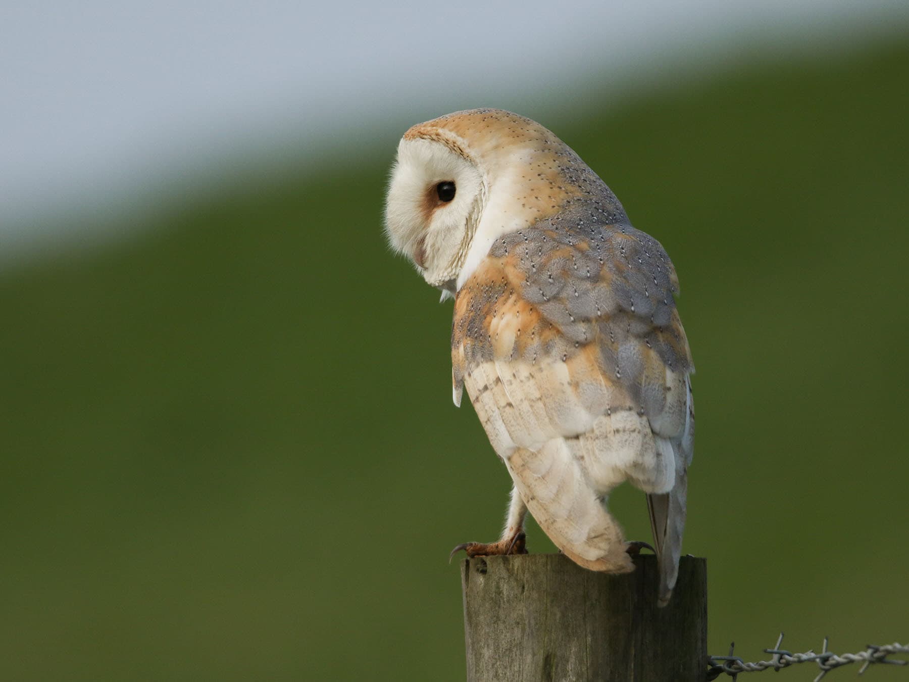 A Barn owl hunting at first light