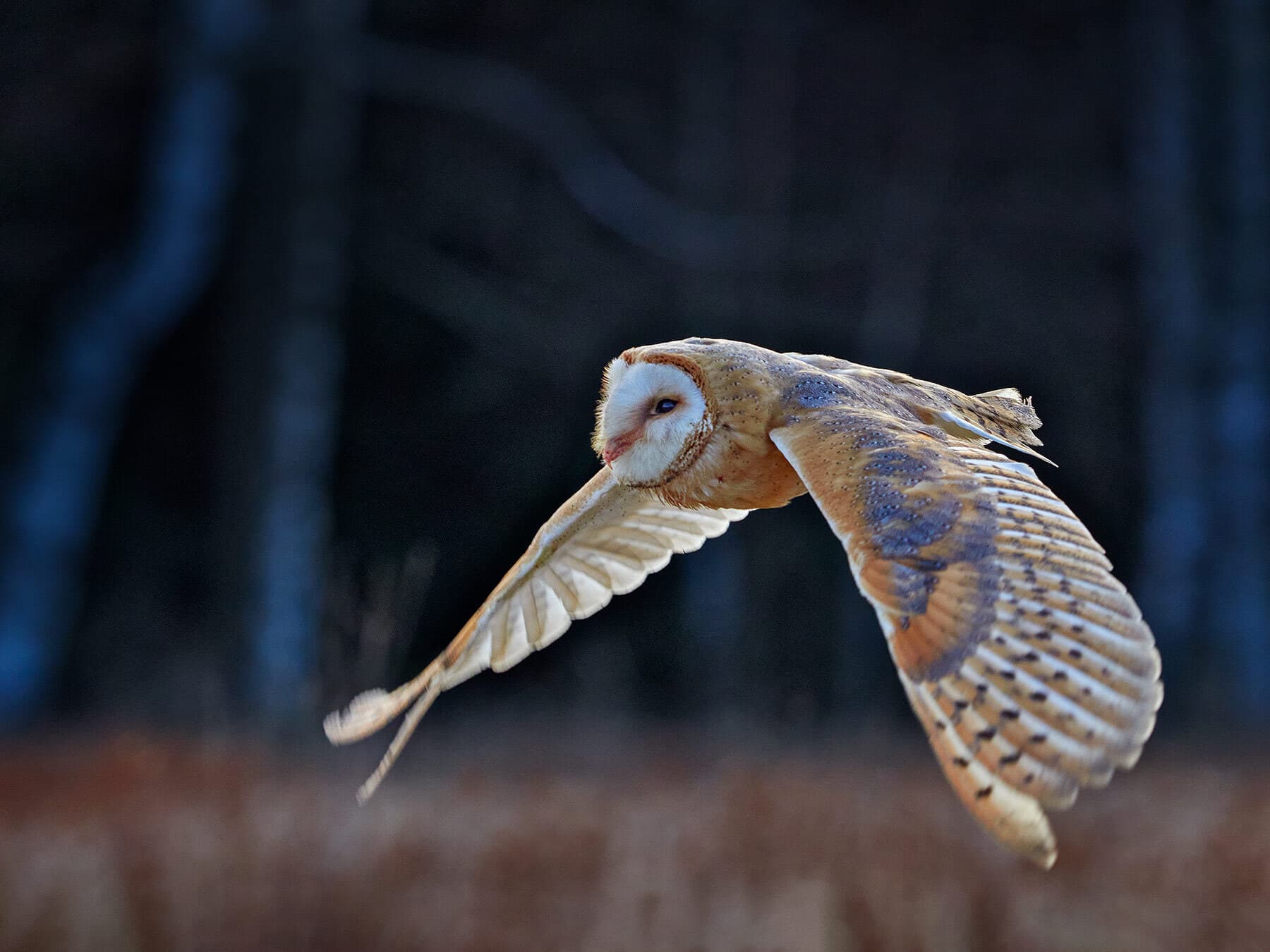 Barn owl in flight