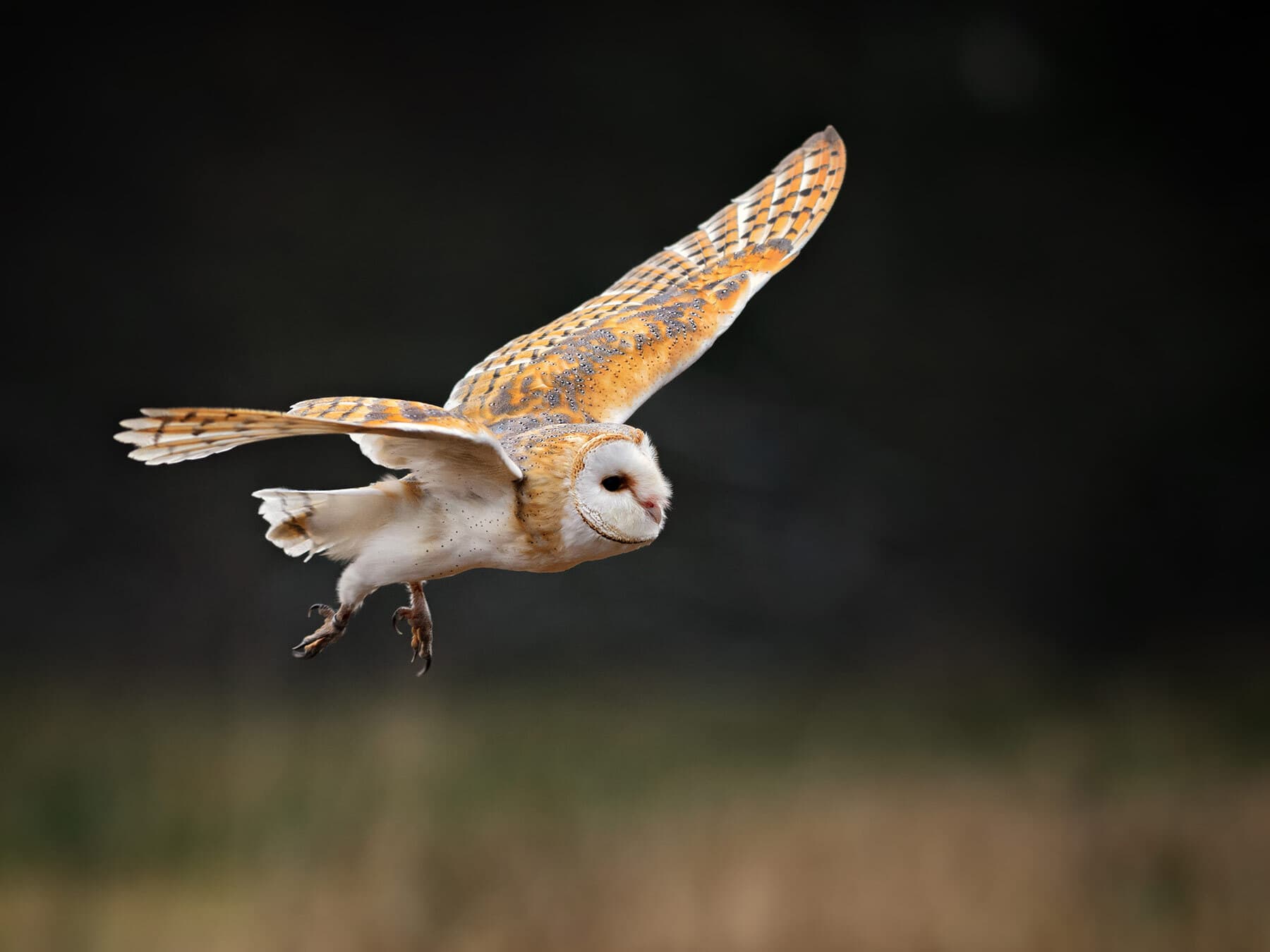 Barn owl in flight