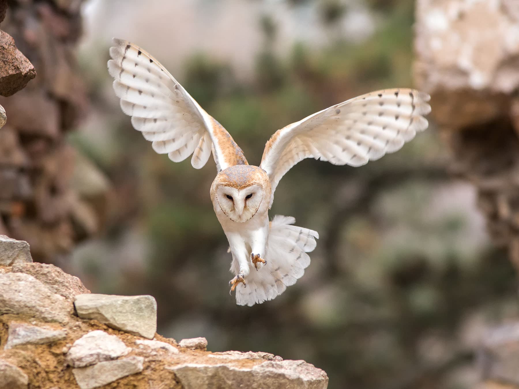 Barn owl coming in to land
