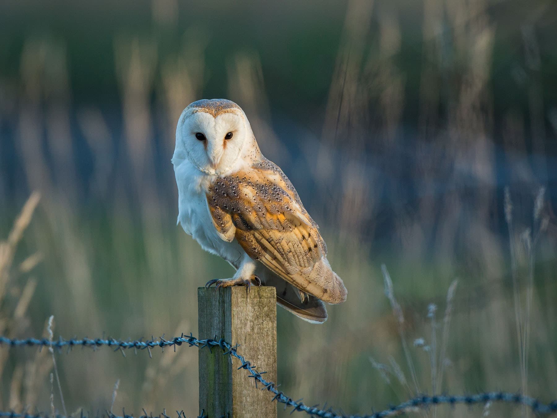 Fence posts are one of the most common places to spot Barn owls