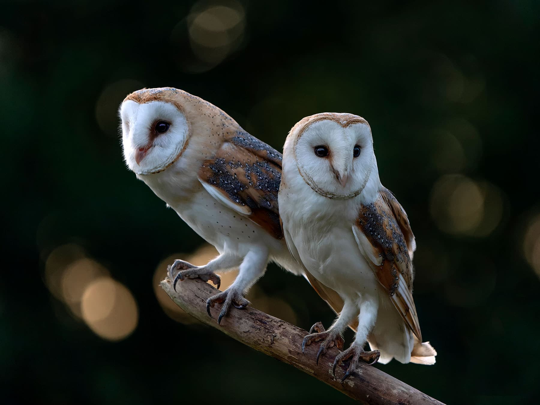 A pair of Barn owls perched on a branch