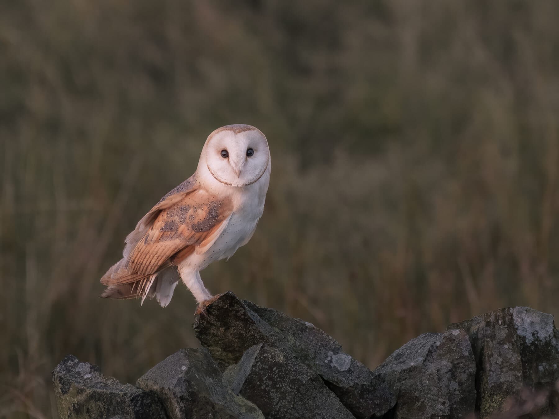 Barn owl perched