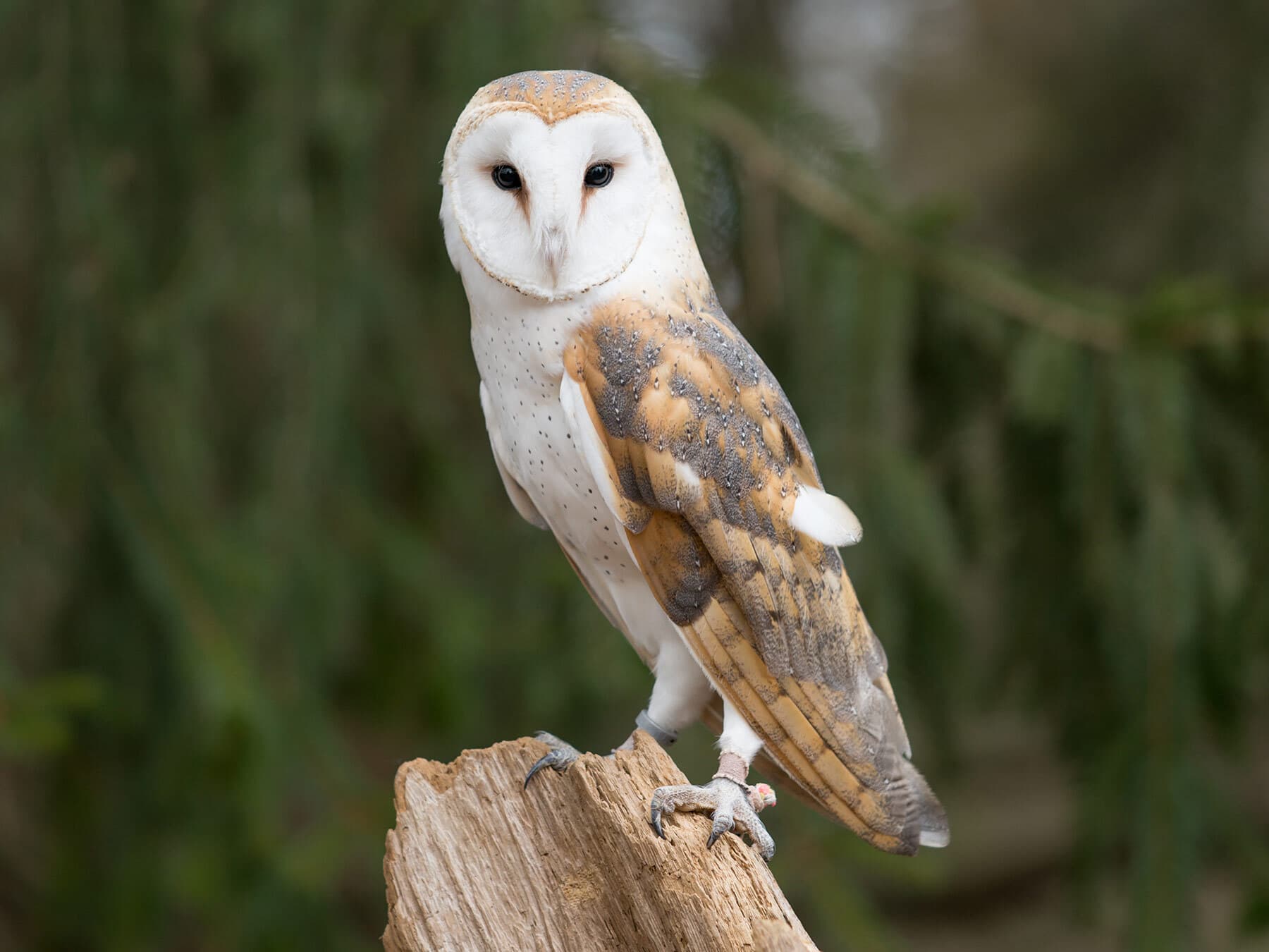 Barn owl shriek