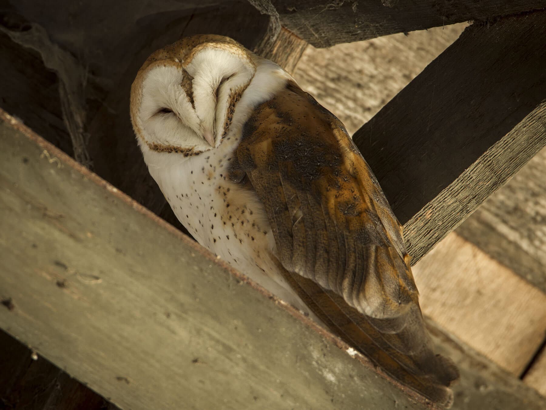 Barn owl sleeping in rafters