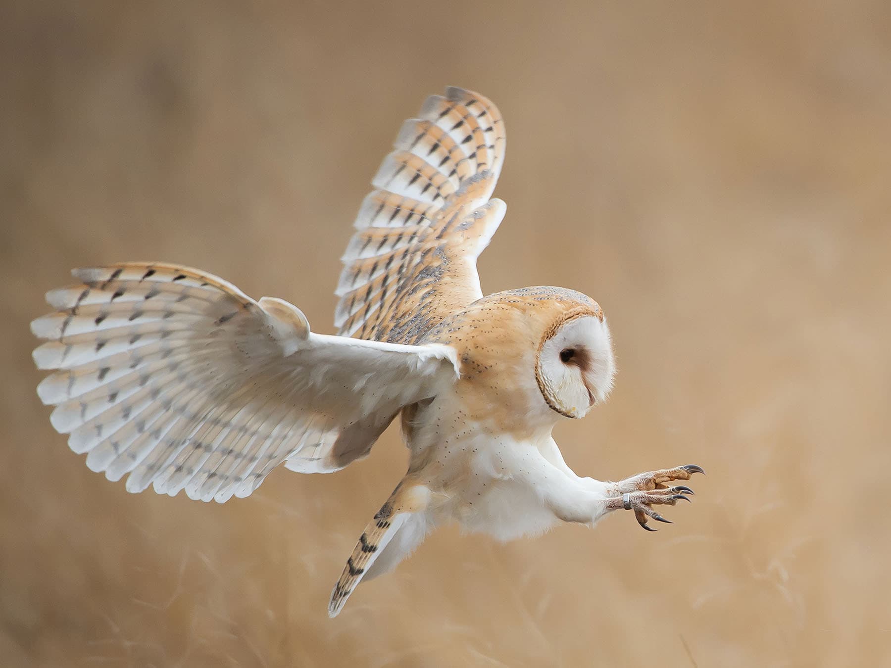 Barn owl talons