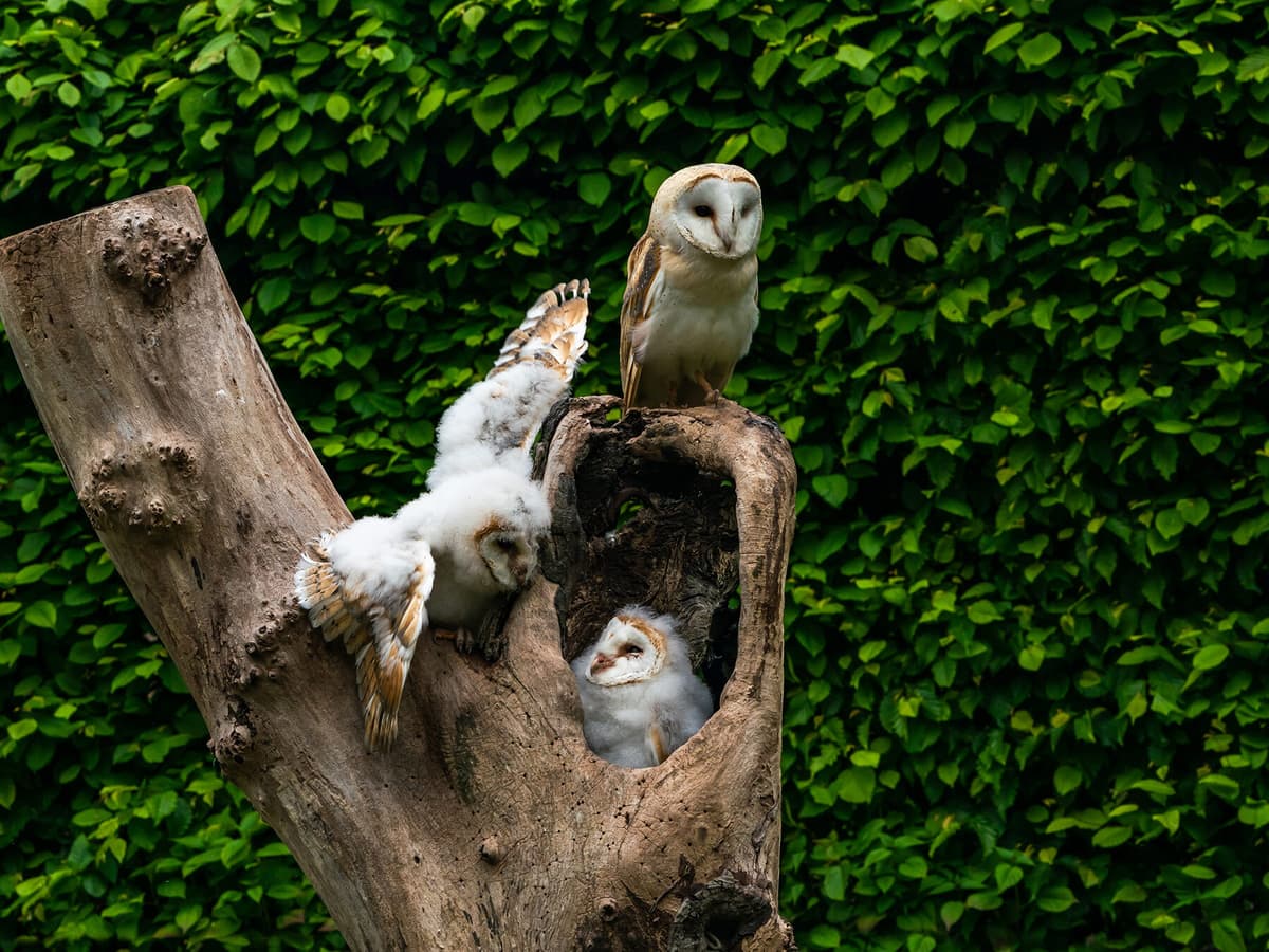 barn-owl-nesting-complete-guide-birdfact