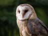Barn Owl