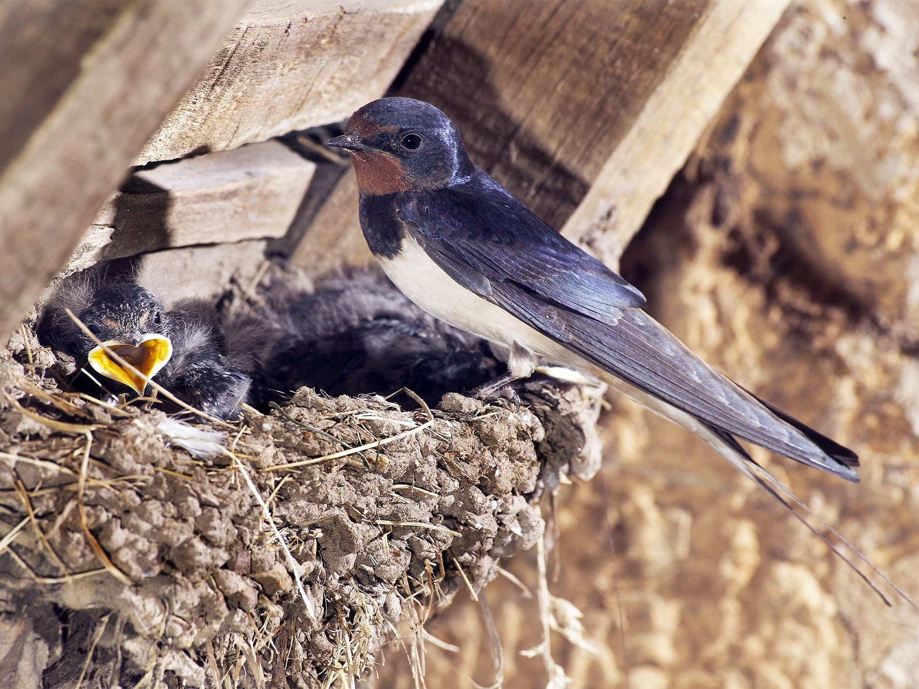 Barn swallow at nest feeding young