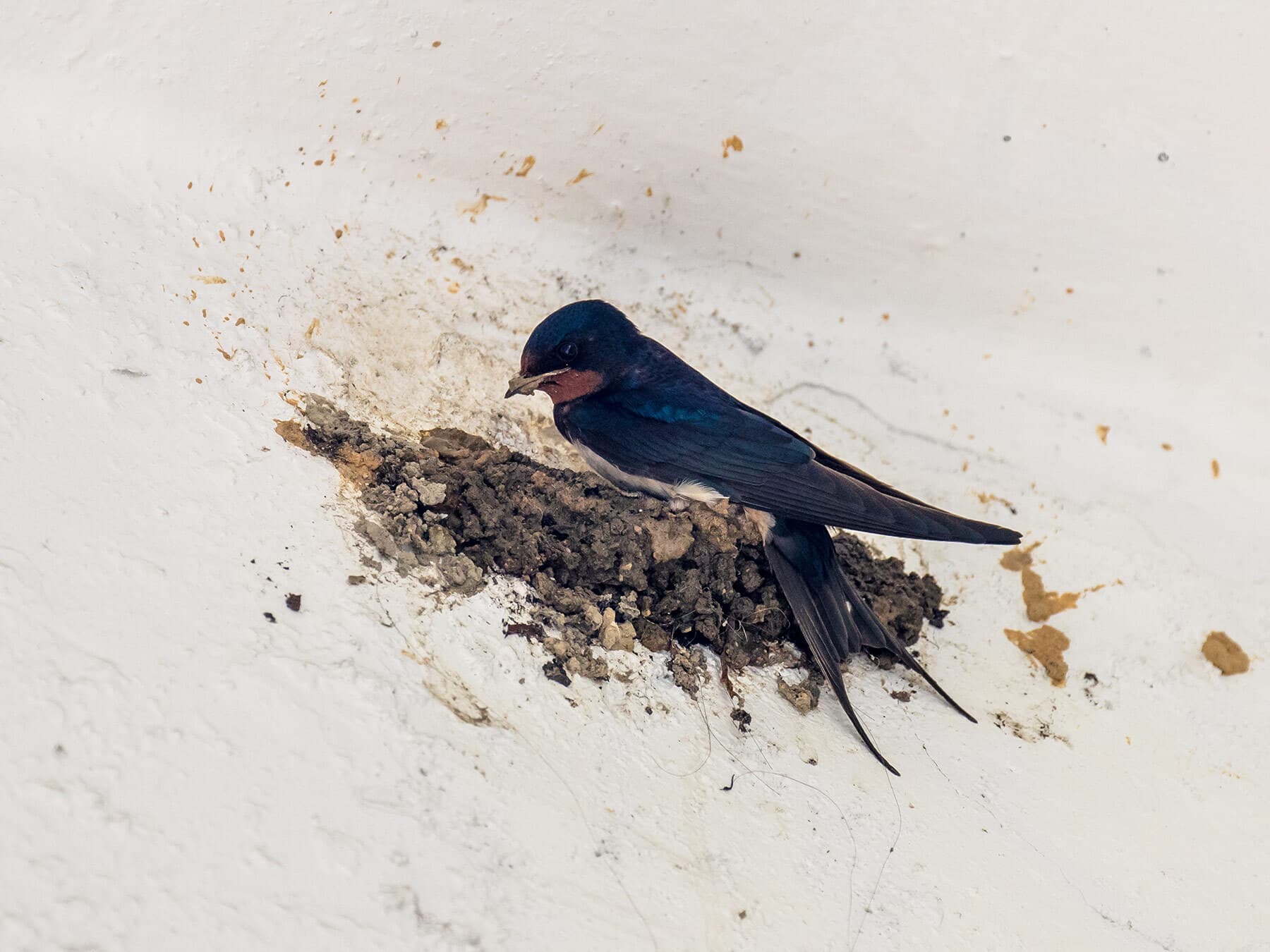 Barn swallow building nest