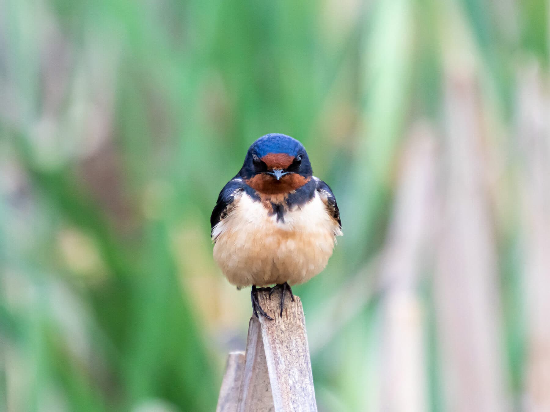 Barn swallow close up