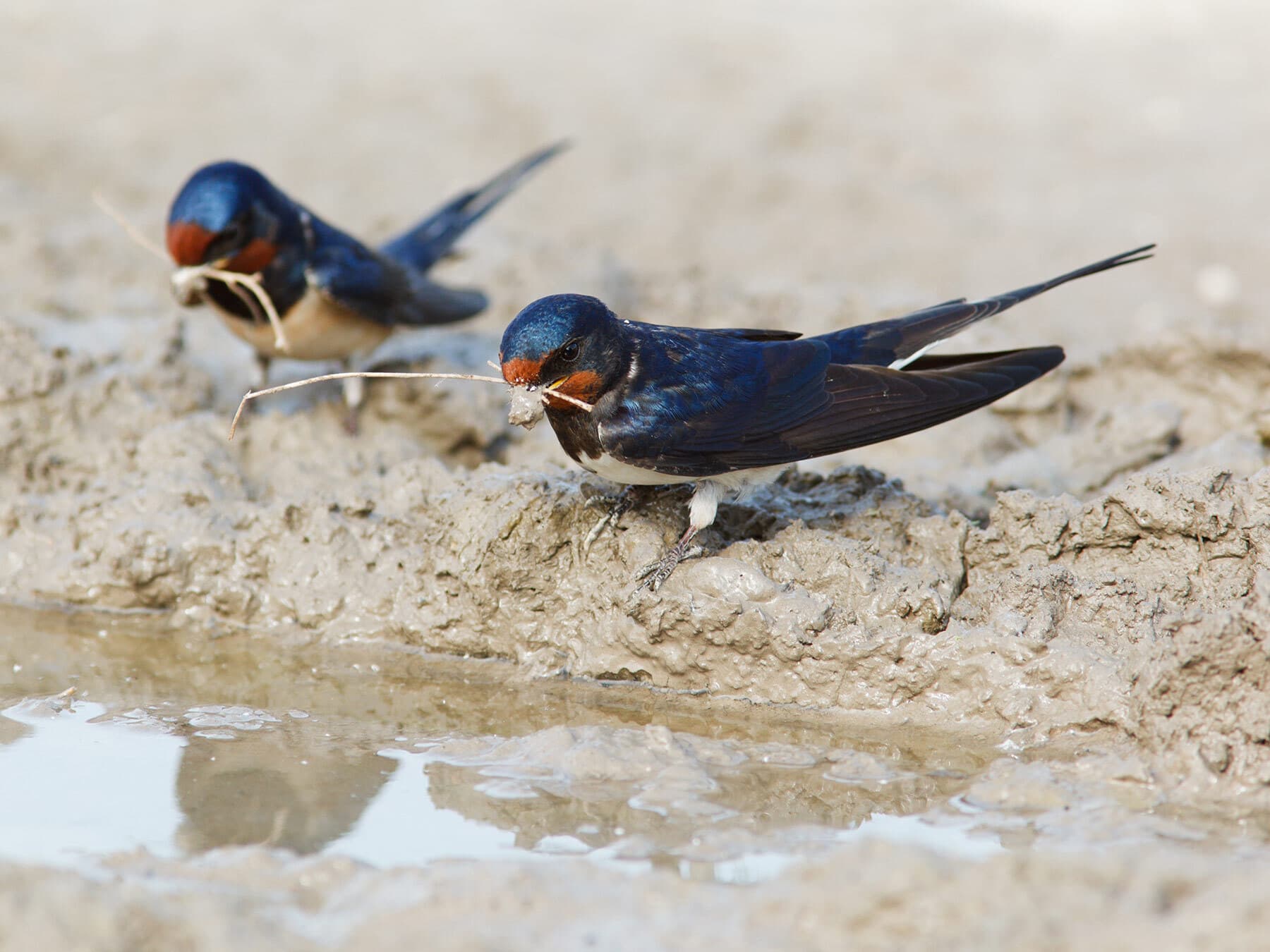 Barn swallow collecting mud
