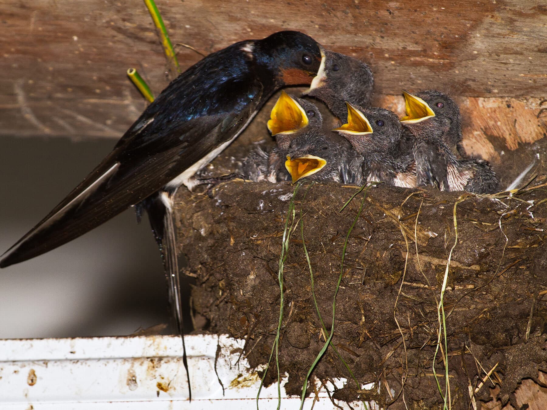 Barn swallow feeding baby