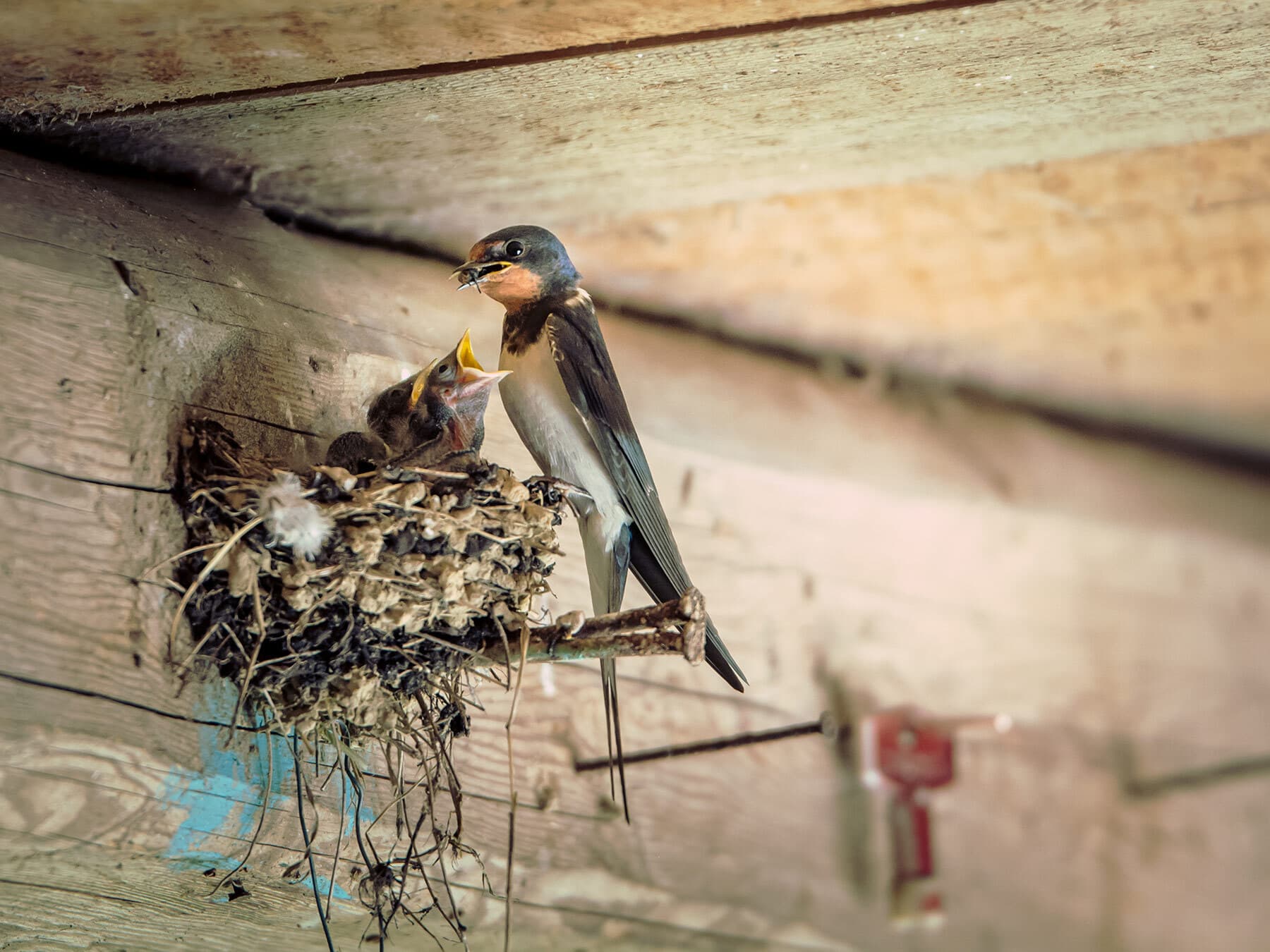 Barn swallow feeding chicks in nest